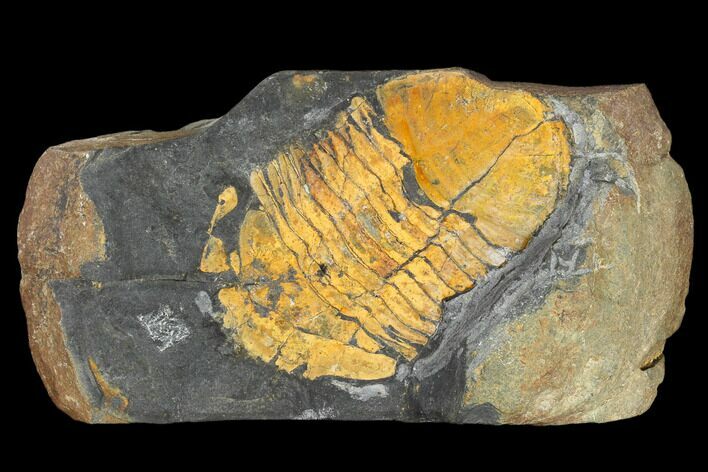 Hoekaspis Trilobite - Bolivia #114180